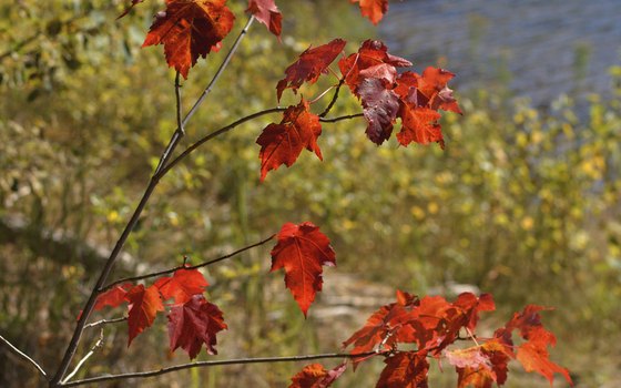 Lost Land Lake, situated within Chequamegon National Forest, produces a variety of sport fish.