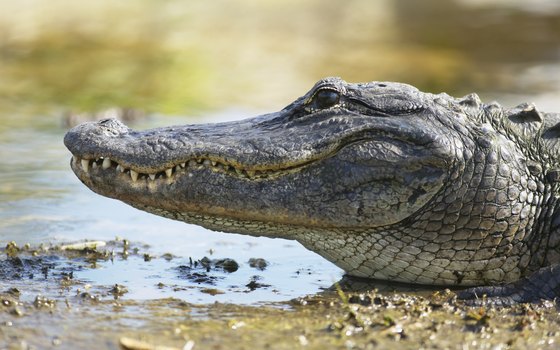 American alligators prowl Galveston Bay's coastal marshes and waterways.