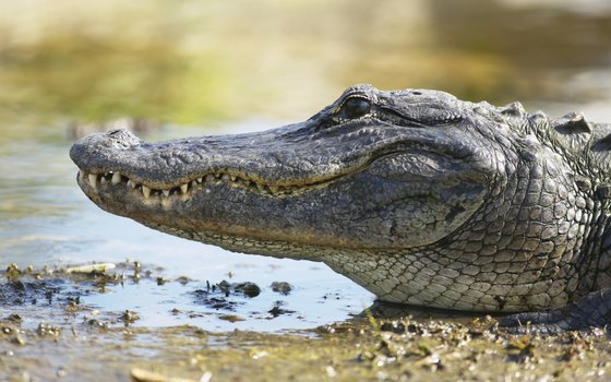 Alligator Airboat Tours in South Florida