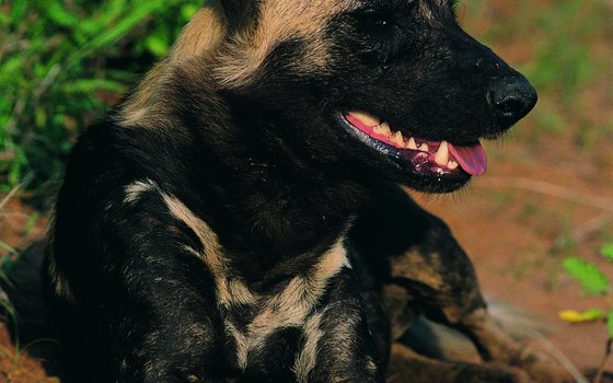 South Africa's Kruger National Park houses endangered animals like the African wild dog.