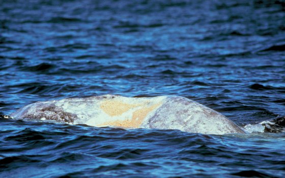 Keep an eye out for a whale tail on this sunset cruise.