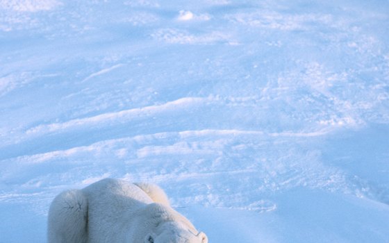 A seasonal visitor to Churchill, Manitoba.