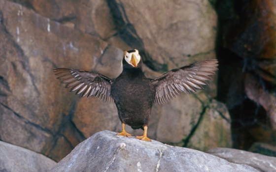 Alaska SeaLife Center