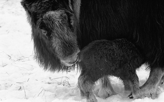Muskoxen abound in the Canadian Arctic.