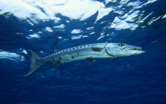 Barracuda are excellent fighting fish and good to eat, but watch out for those teeth!