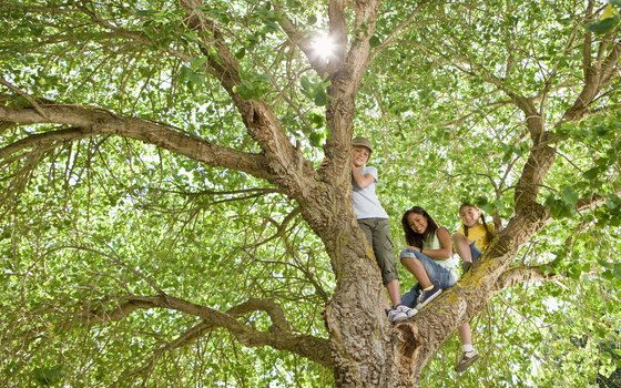 The Morton Arboretum in Lisle, Illinois, is about 25 miles outside of Chicago.