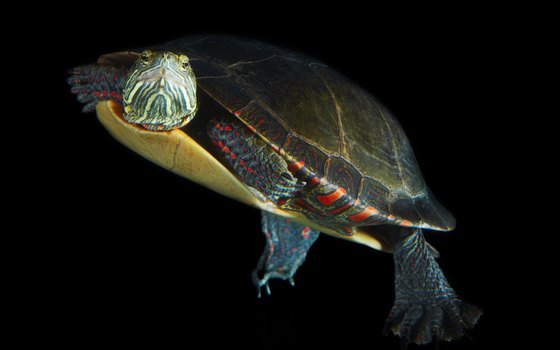Watch sea turtles in Barbados.