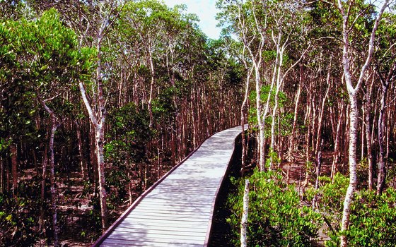 Mangrove Boardwalk in Cairns lets you explore the tropics without getting your shoes muddy.