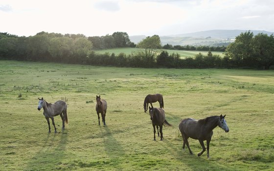 Whether or not you opt for horseback riding on your tour, you may spot horses wandering Irish pastures.