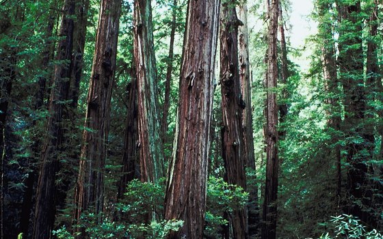 Muir Woods National Monument is located in California