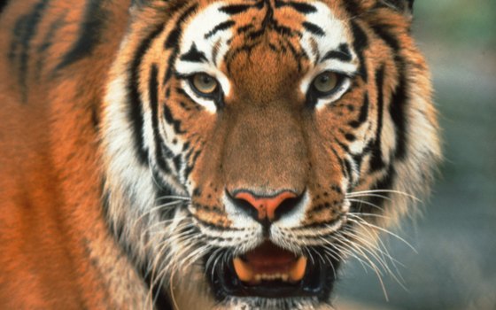 Bengal tigers crown the food chain in Ranthambore.