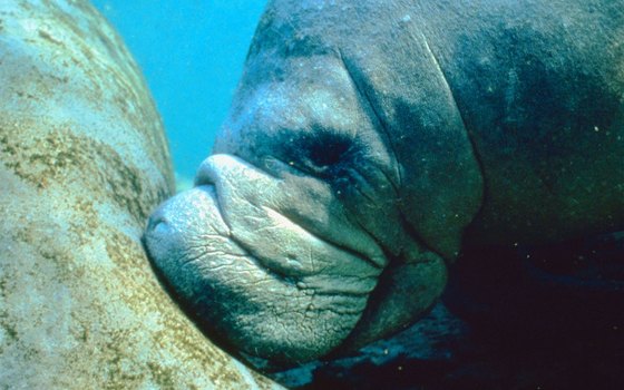 The Manatee Observation and Education Center features many programs for kids.