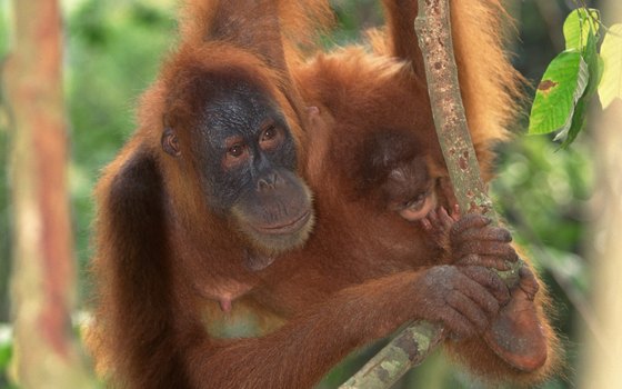 The Los Angeles Zoo features orangutans in its Red Ape Rainforest exhibit.