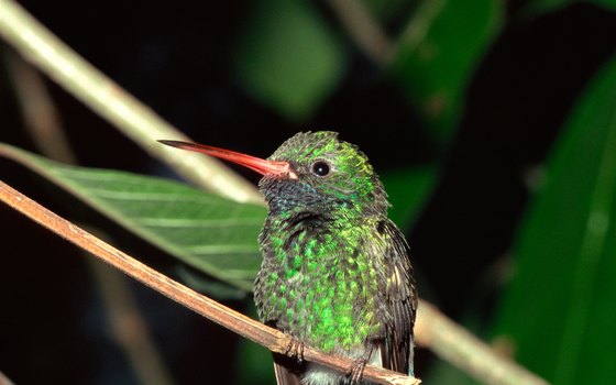 Argentina is home to many types of hummingbirds.