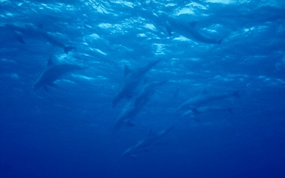 At Eilat's Dolphin Reef you can swim with dolphins.