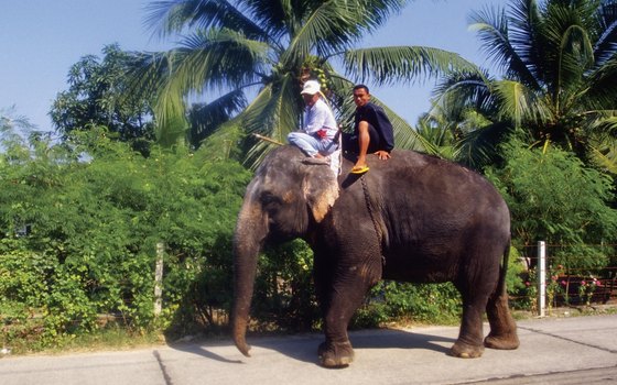 Riding an elephant is a popular tourist activity in Thailand.