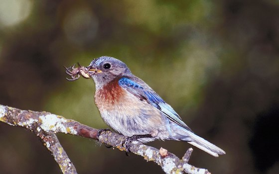 Children can enjoy birdwatching in Mt. Pleasant.