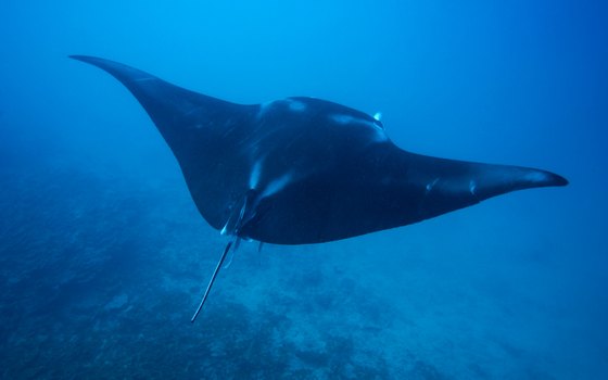 Teeming with marine life, the waters around Tahiti are a diver's paradise.