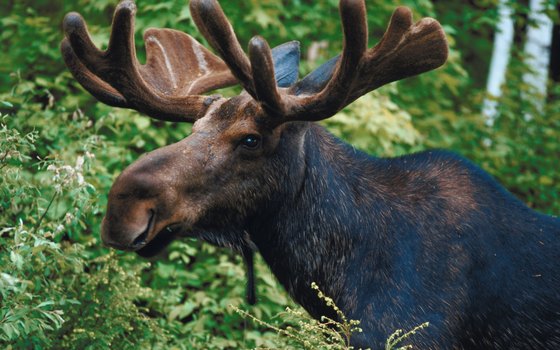 Moose are much larger and darker than caribou or black-tailed deer.