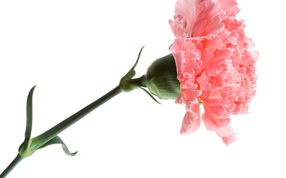 The carnation was the first flower to be used in the Nice Festival of Flowers