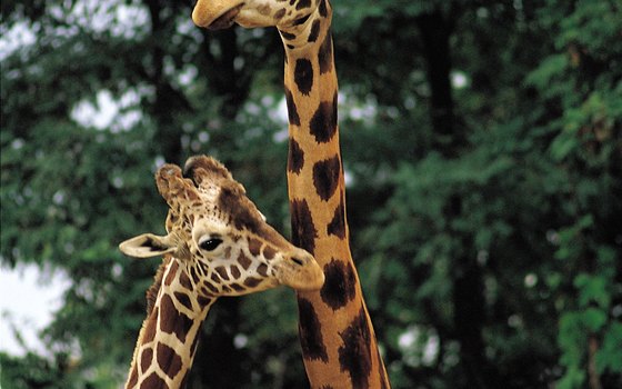 Babies can see giraffes and other animals interact at Seattle's Woodland Park Zoo.
