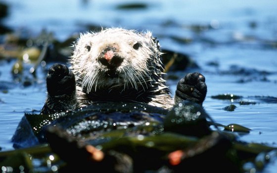 The sea otters and other marine animals at Seattle Aquarium are quite active.