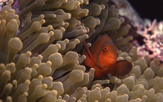 A stop at the Great Barrier Reef off Australia's coast provides rare diving opportunities.