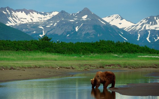 Families, especially those with lively youngsters, enjoy the adventure of Alaskan cruises.