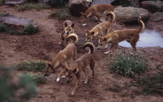 A train trip through the outback may afford travelers a sighting of Australia's native animals.