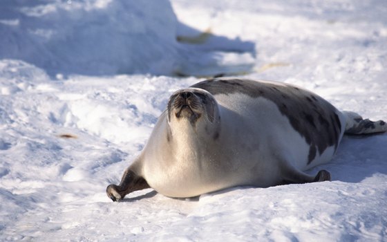 View the wildlife on Alaska nature tours.