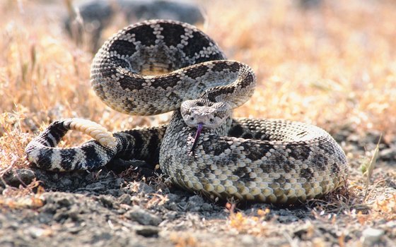 Stop walking if you encounter snakes on your hike.