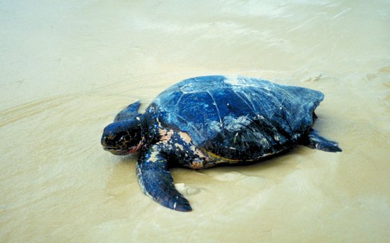 Children can watch sea turtles come ashore on Port St. Lucie's beaches.