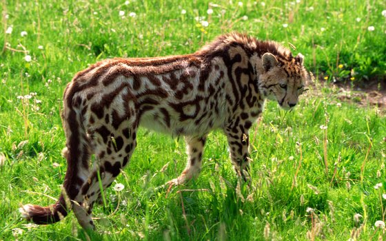 Meet a cheetah at the Singapore Zoo.