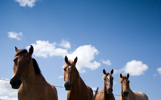 Griffith Park in Los Angeles has many equestrian trails.