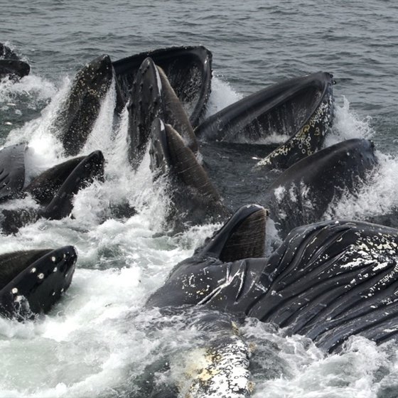 The Best Time for Whale Watching in Alaska