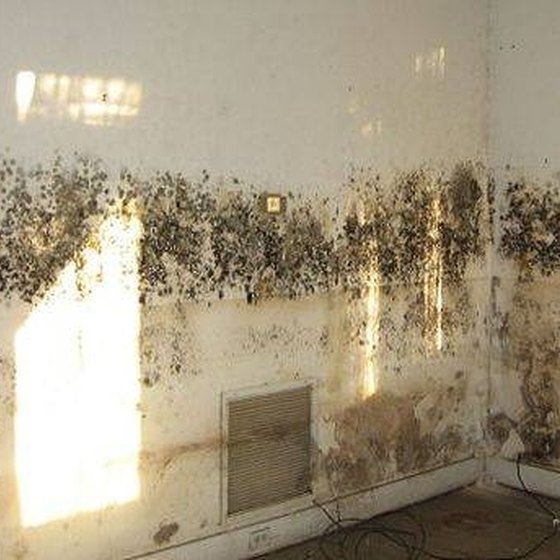 8-signs-you-need-a-black-mold-detox-black-mold-symptoms-mold