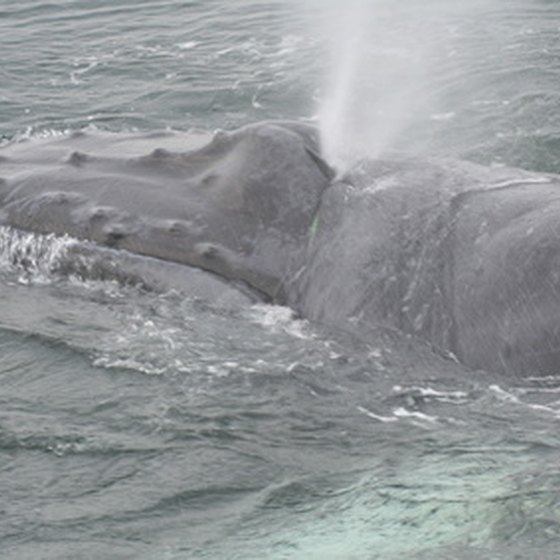 Humpback whales sometimes visit the South Carolina coast.