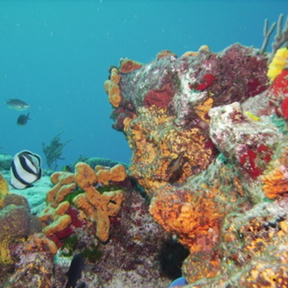 Cozumel's coral reef is its main tourist attraction.