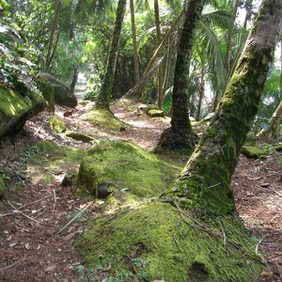 The rainforest is responsible for filtering a large part of the carbon dioxide in our air.