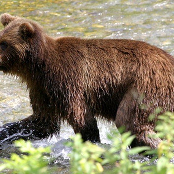 Alaska has 98 percent of the United States' grizzly bear population.