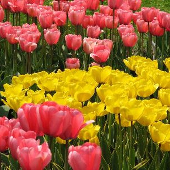 Millions of tulips bloom in Holland, Michigan, each spring.