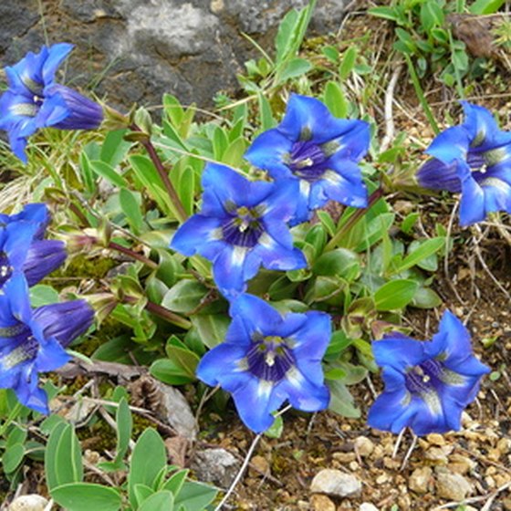 Blue gentian adds metallic sparkle to Italy's spring landscapes.