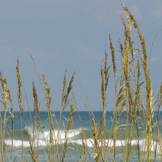 Sea oats grow by the ocean on the Outer Banks.