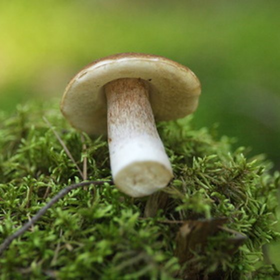 Mushroom hunting in North Carolina can lead to big culinary rewards