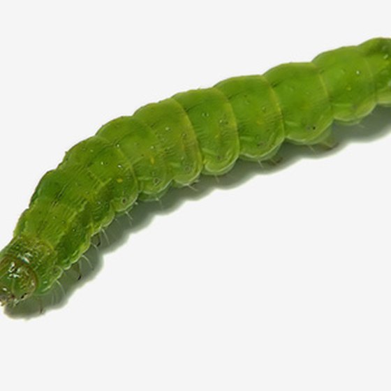 hasbro inch worm