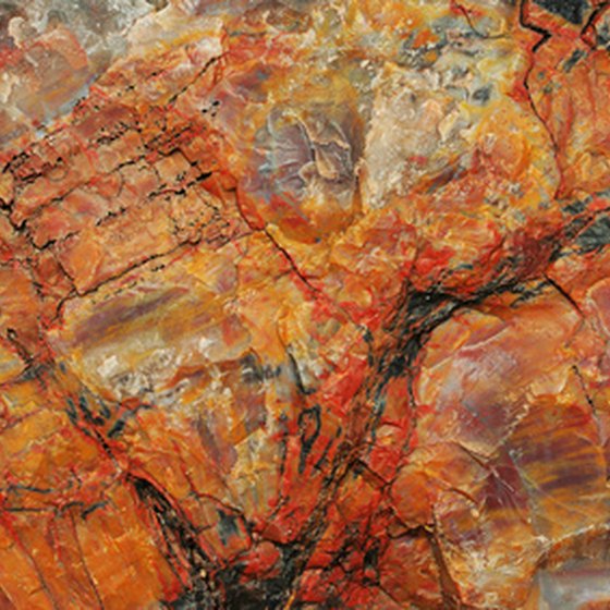 Petrified wood can be found in the Bryan/College Station area of Texas.
