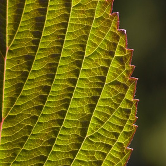 New stems and leaves of this species are blushed burgundy before maturing green.