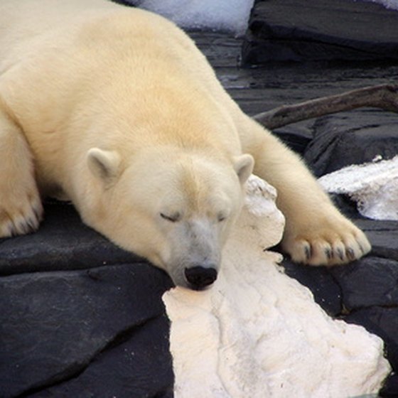 Experience living like a polar bear in the arctic with Polar Bear Plunge.