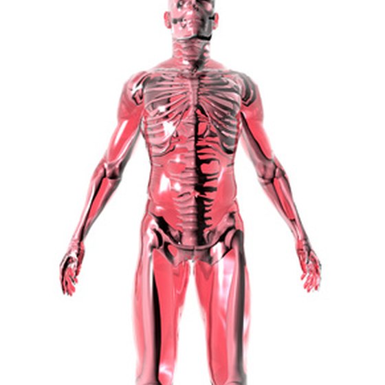Understanding human anatomy can aid in learning medical terminology.