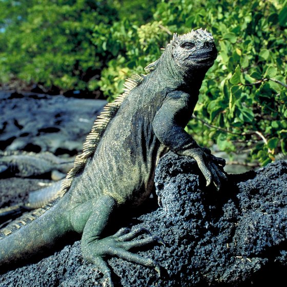 Downtown Guayaquil has historic neighborhoods and a park full of iguanas.